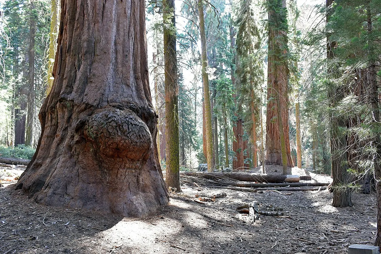 Sequoia National Park – Sequoia National Park, California: Burl on a sequoia - Sequoia National Park
