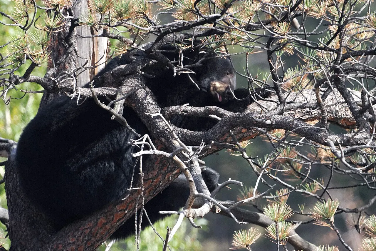 Estes Park – Estes Park, Colorado: A black bear resting in a tree, in downtown Estes Park