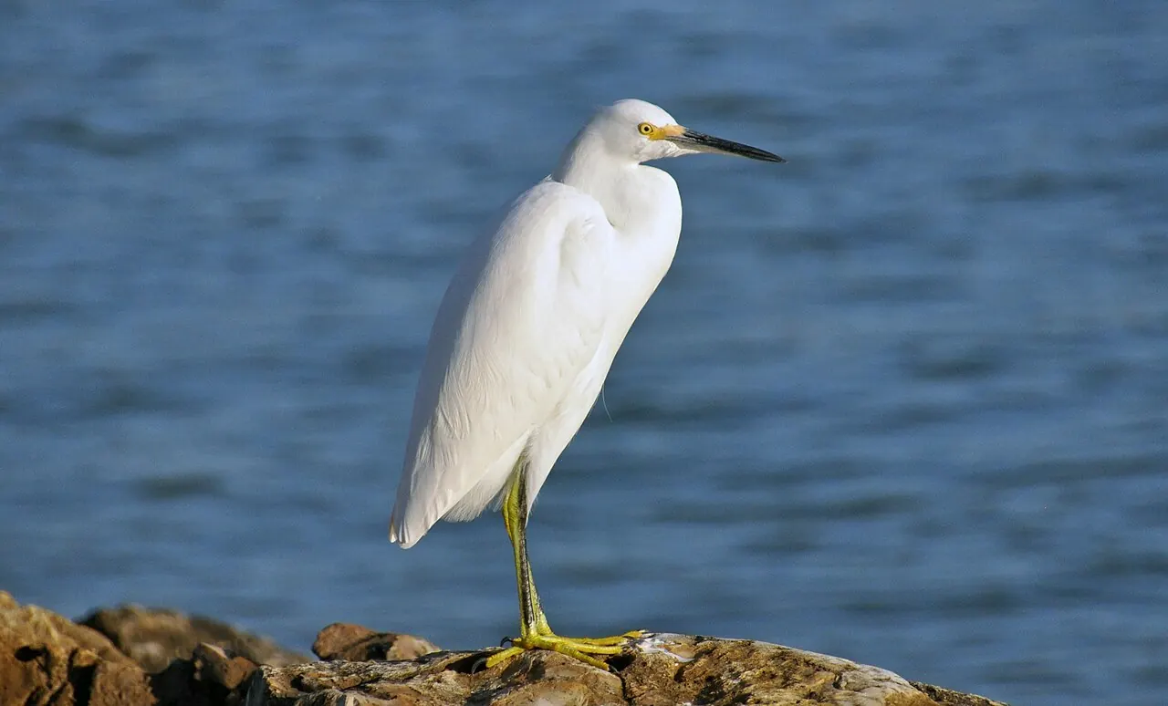Captiva – Captiva, Florida: Egretta thula (snowy egret) (Captiva Island, Florida, USA) 1