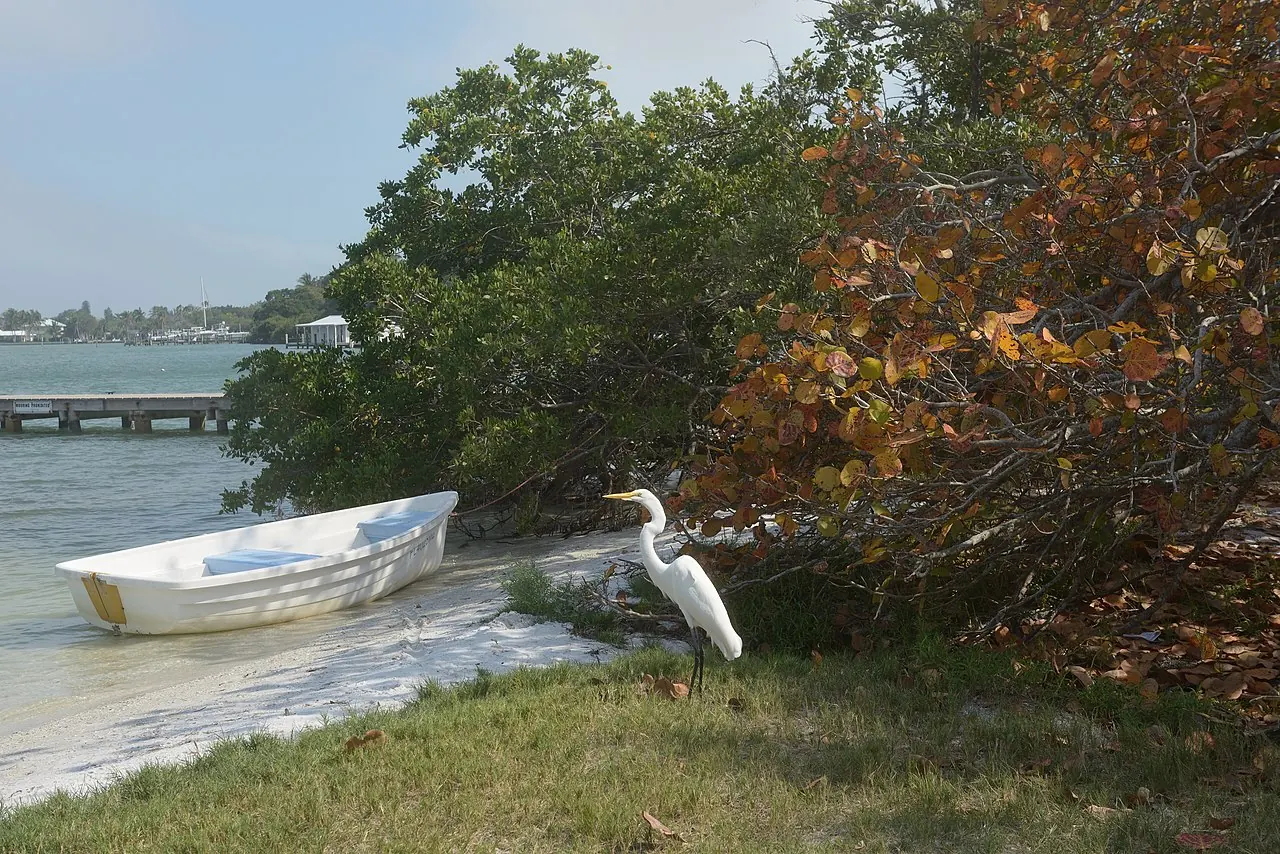 Longboat Key – Longboat Key, Florida: Florida white heron Longboat Key