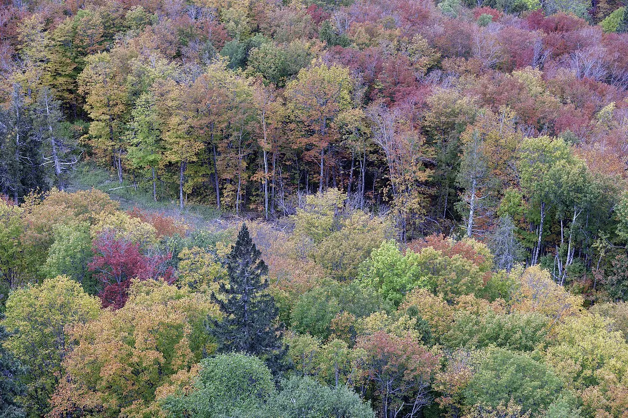 Lutsen – Lutsen, Minnesota: Autumn leaves in Lutsen, Minnesota