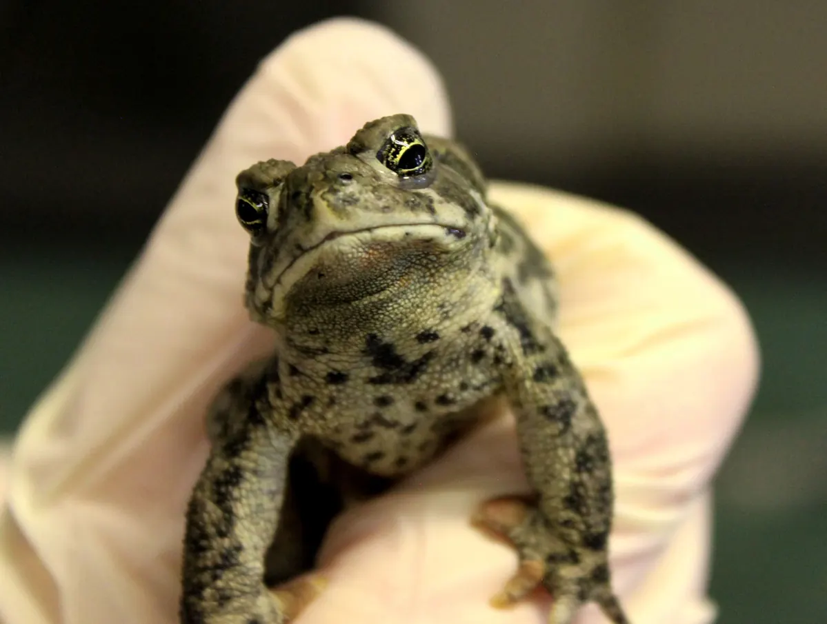 Saratoga – Saratoga, Wyoming: Saratoga NFH Wyoming toad